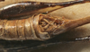 CollectionObject 1539691; bb307042-d292-43c6-9638-4f89d8e8fc43: female cerci (holotype). (CollectionObject).
