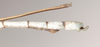 CollectionObject 1557900; NHMUK(SF IMPORT DUPLICATE) 844867, 13638891-8274-486e-bc7c-104307b25cb8: copyright Natural History Museum, London. male: end of abdomen, lateral view (holotype). (CollectionObject).