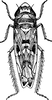 Head: !! display not done !! on Scaphoideus (Scaphoideus) festivus Matsumura, 1902: Habitus (from Esaki). (Observation).