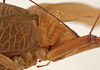 CollectionObject 1534701; c3c8ec24-4a59-4979-ab10-8bb222ed7175: female pronotum lateral (syntype of Mataeus longipennis). (CollectionObject).