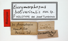 CollectionObject 1567155; f4ff6ecd-37b0-4a55-aedd-023812ad3c99: female, labels (holotype). (CollectionObject).