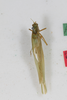 CollectionObject 1505680; df0675dc-4ce9-4dab-9c22-3278b448f2d5: male, dorsal view (syntype). (CollectionObject).