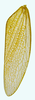 Forewing on Beltrana reticulata Gonçalves, Domahovski, Mejdalani & Takiya, 2021: Male holotype [USNM]: forewing. (Observation).