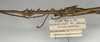CollectionObject 1557792; NMW 945', 664fe6b3-dae6-4c6e-b90f-84b3667e8d28: copyright NMW, Vienna. male: head and thorax, lateral view (syntype). (CollectionObject).