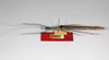 CollectionObject 1560330; ca000423-a4f7-4050-b830-2e72b4792321: copyright ZMHB, Berlin. female, dorsal view of synonym Nescicroa rammei (paratype). (CollectionObject).;CollectionObject 1560331; 594a46b5-e6ab-42e5-84cd-e9497637845d: copyright ZMHB, Berlin. female, dorsal view of synonym Nescicroa rammei (paratype). (CollectionObject).
