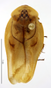 CollectionObject 1587327; MNHN(SF IMPORT DUPLICATE) MNHN-EP-EP1340, d1314dcc-94e1-4616-a3da-b47b72b7a748: CC BY-NC-ND 4.0/MNHN - Depraetere Marion - 2014. Holotype, male, of lineata Grandcolas, 1994. Specimen number: MNHN-EP-EP1340. http://coldb.mnhn.fr/catalognumber/mnhn/ep/ep1340. (CollectionObject).