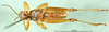 male, ventral view (holotype). Depicts CollectionObject 1501322; f69f4b46-96db-4ad1-a11d-72bcdbbfad72, a CollectionObject.