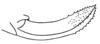 Anaulacomera (Anaulacomera) crassidentata Hebard, 1927: Pl. XIX, Fig. 13 (after allotype). female ovipositor (8.2 mm). (Otu).