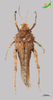 CollectionObject 2284000; 58f72b48-7389-425b-88bb-912d0ccaf872, Unioeste Cascavel K-1322: Female, dorsal view. (CollectionObject).