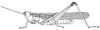 Coryphosima stenoptera stenoptera (Schaum, 1853): Page 197, Figure 2. male habitus. (Otu).