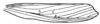 Maculiparia annulicornis (Stål, 1873): Fig. 41. male tegmen. (Otu).