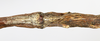 CollectionObject 1559001; 11854f69-fd51-4979-b3b0-4565cb6cf245: copyright MHNG Geneva. female: end of abdomen, ventral view (holotype). (CollectionObject).