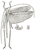 Macedna martini Karsch, 1891: male (tegmina 41.5 mm). (Otu).