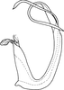 Aedeagus, lateral view on Eurhadina (Singhardina) pookiewica Dworakowska, 2002: Aedeagus, lateral view. (Observation).