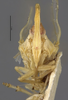 Head on Antillixius greyi Myers, 1928: (Observation).
