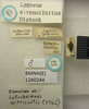 Neacoryphus circumlinitus (Distant, 1882): Lygaeus circumlinitus. Syntype. (BMNH) - (CC BY-NC 4.0) Photo by Stuart Cole, reproduced with permission from the Natural History Museum, London, UK. (Otu).