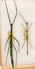CollectionObject 1561760; 99658841-a1d2-4f86-9969-339190b31ed4: copyright ANSP, Philadelphia. male and female (syntypes). (CollectionObject).