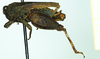 CollectionObject 1587005; f7d94ada-e8b8-418d-8b41-42fb6c2fe805, NHMUK010924803: female, lateral view (paratype of Apotettix eurycephalus). (CollectionObject).