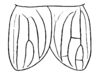 Aclodes nicuesa Hebard, 1928: Pl. 16, Fig. 3. female, venation of tegmina. dorsal view. (Otu).