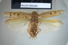 CollectionObject 1552801; NHMUK(SF IMPORT DUPLICATE) BMNH(E) 877040, 115012ac-c206-4f8f-b4b2-618a9cd9eb3c: Copyright NHM, London. Holotype female of synonym Epilampra munda, dorsal view. (CollectionObject).