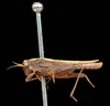 male, lateral view (syntype of Acrydium dorsale). Depicts CollectionObject 1531170; UZIU Thunberg Collection nr 22189, 20bd8ff9-bd08-4fcf-98f6-efabfa515862, a CollectionObject.