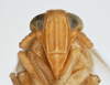Head on Elachodelphax (Aschedelphax) pediforma (Beamer, 1947): (Observation).