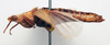 CollectionObject 1540706; 2b8f836e-a3a9-4e43-9037-3d1f87b854e6: female, lateral view (holotype). (CollectionObject).