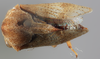 Habitus, dorsal view on Gargara (Gargara) tuberculata Funkhouser, 1914: (Observation).