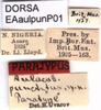 CollectionObject 1537627; 37670262-f03c-45c5-806a-9ce55f8420b3: labels (paratype). (CollectionObject).