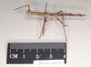 CollectionObject 1557795; 100b88d9-3229-4ab9-9131-66b329bce742: copyright Natural History Museum, London. female, lateral view (syntype). (CollectionObject).;CollectionObject 1557796; f9be8530-ce59-427d-bea8-331143cb9c86: copyright Natural History Museum, London. female, lateral view (syntype). (CollectionObject).