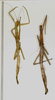 CollectionObject 1559576; 83d15f0c-9efe-47be-a0fe-7425452a31d3: copyright NMW, Vienna. female of synonym Candaules transiens (paralectotypes). (CollectionObject).;CollectionObject 1559577; e48b5ebb-022b-44fb-8ae0-828b3cb20779: copyright NMW, Vienna. female of synonym Candaules transiens (paralectotypes). (CollectionObject).