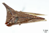 Habitus, dorsal view: !! display not done !! on Hemikyptha punctata (Fabricius, 1775): (Observation).