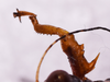 CollectionObject 1590324; 66499c57-ca91-4fbd-98fd-f48f14e06360: male, foreleg. (CollectionObject).;CollectionObject 1590325; a2f4d369-637e-4134-bfbf-551ac61aa90e: male, foreleg. (CollectionObject).