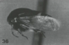 Habitus, lateral view: !! display not done !! on Micrutalis henki Sakakibara, 1999: (Observation).