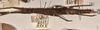 CollectionObject 1558452; a237584d-116d-4fb6-96cd-ae54ce1c2027: copyright OUMNH. female, lateral view of Dimorphodes mancus (syntype). (CollectionObject).;CollectionObject 1558453; ea906b12-686a-41bd-bb38-664c85261f31: copyright OUMNH. female, lateral view of Dimorphodes mancus (syntype). (CollectionObject).