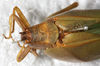 CollectionObject 1475842; NMW 13362, 5aae5791-0d66-49de-bb6a-5cc8099043e6: female, dorsal view (holotype of Prosagoga opaca). (CollectionObject).