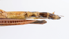 CollectionObject 1590071; f2b77b92-d661-4edc-b3f6-3668100ad168: copyright Oskar Conle. female: end of abdomen, dorsal view (paratype). (CollectionObject).
