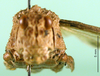 CollectionObject 1501148; 5c334f37-3140-40b3-aad2-87b5173a5e32, DORSA BA000825S01: male, frontal view (holotype of Asiotmethis limbatus motasi). (CollectionObject).