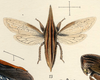 Habitus, dorsal view on Enchenopa sericea Walker, 1851: (Observation).