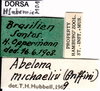 CollectionObject 1507248; 22593c97-8b91-4694-b925-4fe7bd79dd1d, DORSA HSabemicM01: labels. (CollectionObject).
