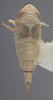 Habitus, dorsal view on Athysanella (Gladionura) nacazarana (Osborn, 1930): Dorsal - Female. (Observation).