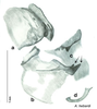 CollectionObject 1569180; 6fcb71ee-fa09-4ba9-8008-a6d8d129d164: Original drawing by Heidi Hopkins © Heidi Hopkins. Holotype, adult male, genitalia, ventral view. (CollectionObject).