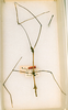 CollectionObject 1557458; 82f197bb-e5de-4a01-a56b-5a611ae9a3d0: copyright ANSP. male (holotype). (CollectionObject).