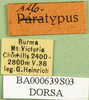CollectionObject 1564796; ff456b93-7b3b-4fdc-bf1d-bfff8c787574: labels (syntype of Locusta migratoria burmana). (CollectionObject).