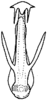 Aedeagus (E. integrata Dwor.), ventral view Depicts Aedeagus, ventral view, an Observation.;Aedeagus (E. integrata Dwor.), ventral view Depicts Aedeagus, ventral view, an Observation.