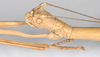 CollectionObject 1562978; 9f5e6eb8-25a1-4cf3-8adc-5644ba58e4a3: copyright F. Hennemann. female: head, lateral view (paratype). (CollectionObject).;CollectionObject 1562979; aa227a08-3252-426d-b1c8-c0d5961a3b34: copyright F. Hennemann. female: head, lateral view (paratype). (CollectionObject).