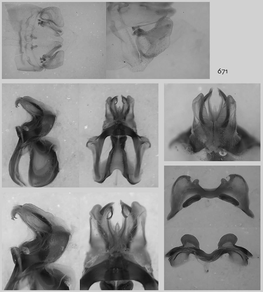 male genitalia. Depicts Melanoplus glaucipes (Scudder, 1875), an Otu.