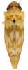 Habitus (paratype, OSU collection) Depicts Habitus, dorsal view, an Observation.