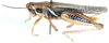 Vitticatantops fasciatus (Karny, 1907): male, lateral view. (Otu).
