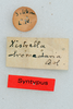 CollectionObject 1585249; e4aa2182-69e9-48cc-9056-303dcadb2b23: labels (syntype). (CollectionObject).